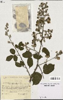 spécimen de Rubus ulmifolius