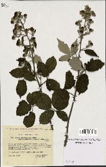 spécimen de Rubus ulmifolius