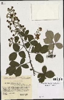 spécimen de Rubus ulmifolius