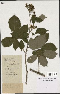 spécimen de Rubus winteri