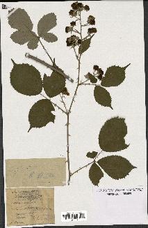 spécimen de Rubus winteri