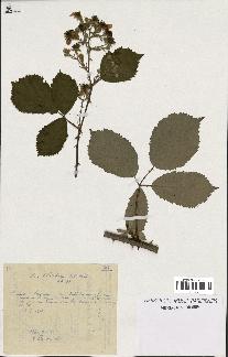 spécimen de Rubus winteri