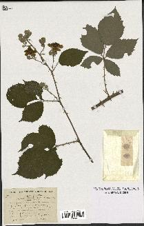 spécimen de Rubus winteri