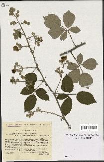 spécimen de Rubus ulmifolius x vestitus