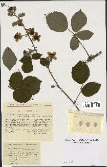 spécimen de Rubus ulmifolius x vestitus