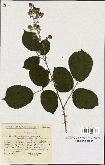 spécimen de Rubus ulmifolius x vestitus