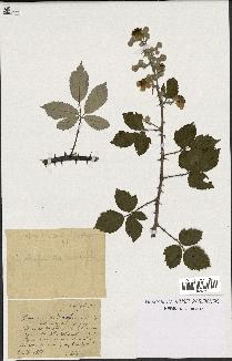 spécimen de Rubus ulmifolius