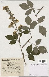 spécimen de Rubus ulmifolius