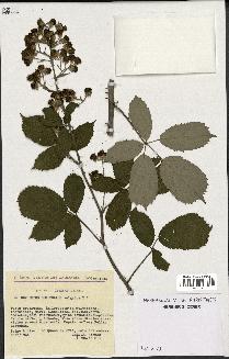 spécimen de Rubus ulmifolius