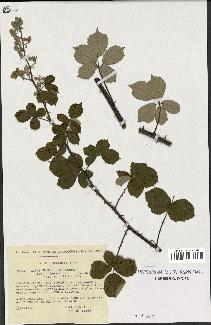 spécimen de Rubus ulmifolius