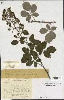 spécimen de Rubus ulmifolius