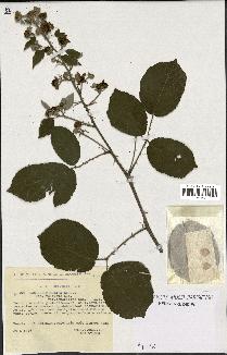 spécimen de Rubus ulmifolius