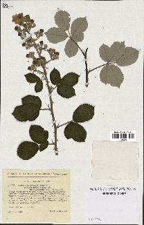 spécimen de Rubus ulmifolius