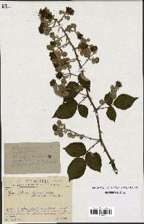 spécimen de Rubus sp.