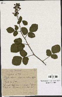 spécimen de Rubus sp.