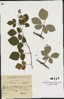 spécimen de Rubus sp.