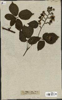spécimen de Rubus rubeolus
