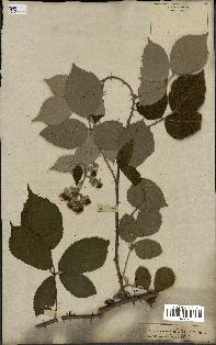 spécimen de Rubus rhamnifolius