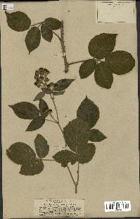 spécimen de Rubus pannosus