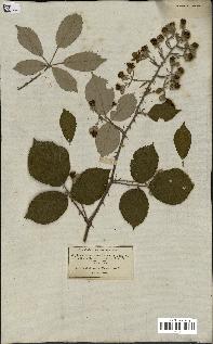 spécimen de Rubus rhamnifolius