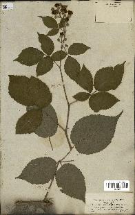 spécimen de Rubus macrophyllus