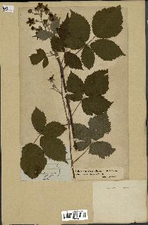 spécimen de Rubus nemorosus