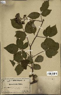 spécimen de Rubus radula