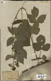 spécimen de Rubus radula