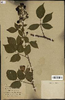 spécimen de Rubus radula