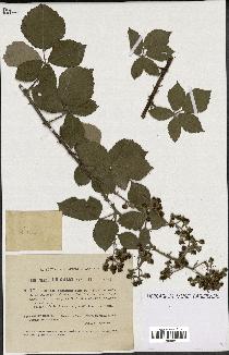 spécimen de Rubus chnoophyllus