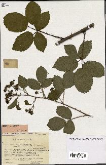 spécimen de Rubus nitidus