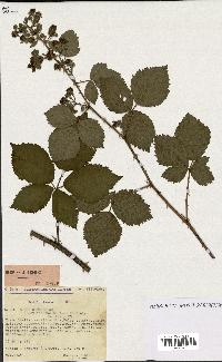 spécimen de Rubus nitidus