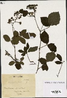 spécimen de Rubus nitidus