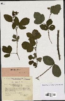 spécimen de Rubus nitidus