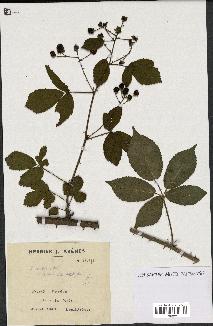 spécimen de Rubus nitidus