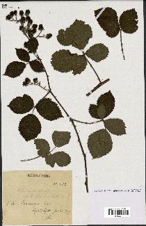 spécimen de Rubus nitidus