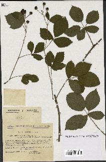 spécimen de Rubus nitidus