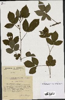 spécimen de Rubus nitidus