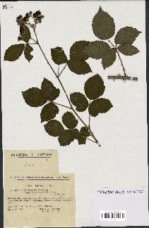 spécimen de Rubus nitidus