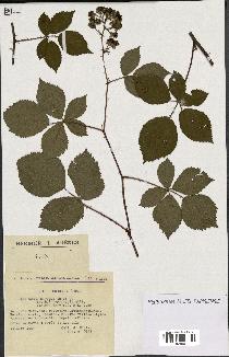 spécimen de Rubus nitidus