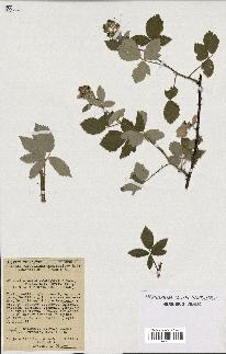 spécimen de Rubus tomentosus x ulmifolius