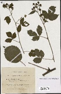 spécimen de Rubus nitidus