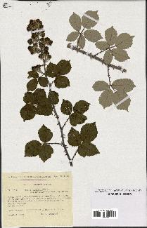 spécimen de Rubus ulmifolius