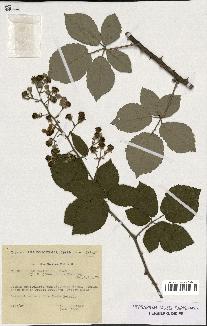 spécimen de Rubus ulmifolius