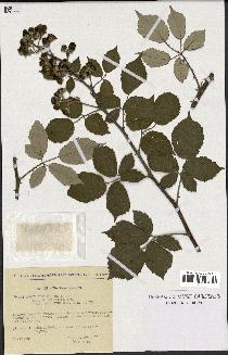 spécimen de Rubus ulmifolius