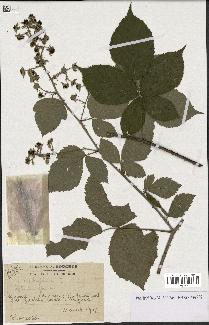 spécimen de Rubus ulmifolius