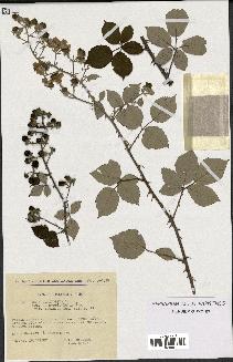 spécimen de Rubus ulmifolius