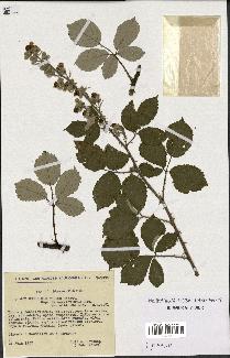 spécimen de Rubus ulmifolius