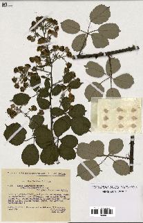 spécimen de Rubus ulmifolius