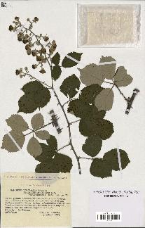 spécimen de Rubus ulmifolius